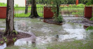 the result of poor surface water drainage in a backyard