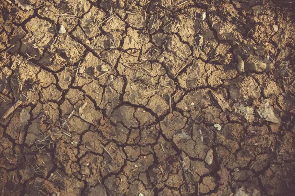 Dry, cracked ground.