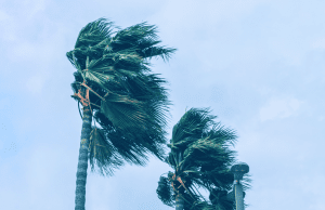 trees blowing in wind